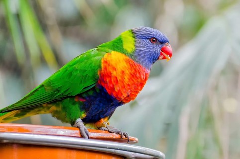 Allcolour lorikeet