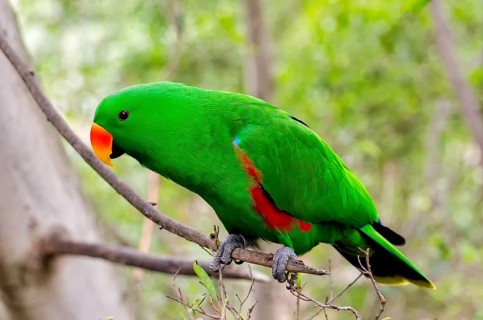 Noble parrot