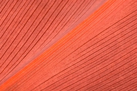Living Coral color. Natural background of red leaf. Close up leaf surface