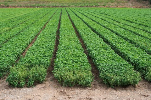 Field planted with basil. Agriculture land