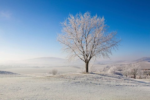 Snow and hearfrost covered trees in the frosty morning. Amazing winter landscape