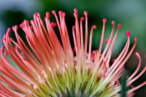 Flowerhead of Leucospermum cordifolium (Protaceae) from below, styles and pollen-presenters