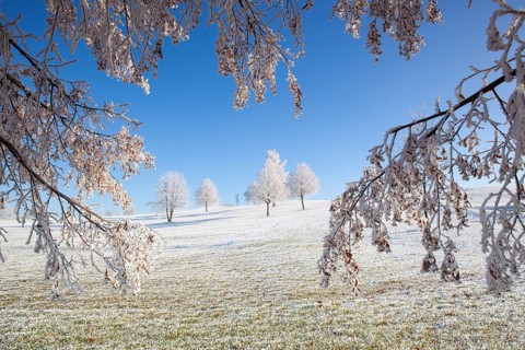 Snow and hearfrost covered trees in the frosty morning. Amazing winter landscape