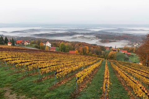 Autumn atmosphere in the early morning, vineyard, fog drifts through the hilly landscape in the