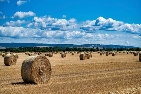 A view of a field with round straw bales under a blue sky