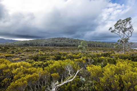 The stunning Lake Dobson on the Pandani Grove Nature Walk on a cold summer's afternoon in Tasmania,