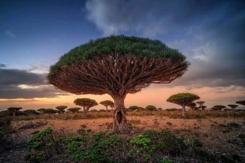 Endemic plants Dracaena cinnabari by the sea on a rock