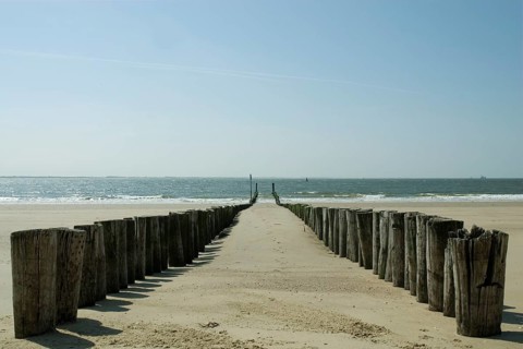 Wooden poles on the beach to break the waves