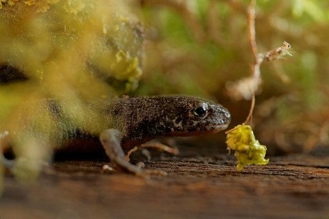 Alpine newt on a wet. leaves and lichens. Hessen, Germany