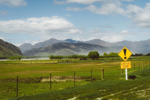 Landscape with Cattle Stop sign, green meadows and mountainous scenery under a blue sky, Cattle