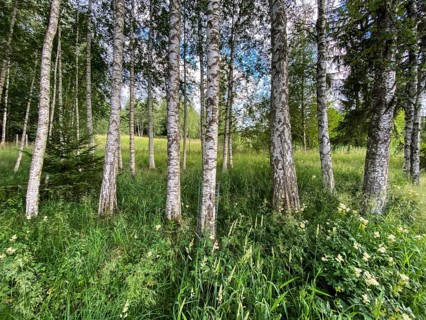 A row of birch trees at the lake of Bad Bayersoien in the Bavarian Alps, Germany