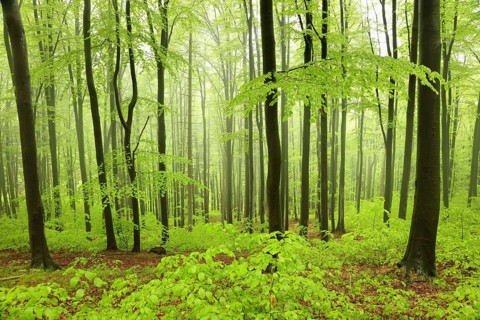 Beech trees in spring forest on a mountain slope in foggy, rainy weather