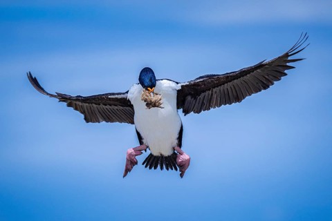 Blue-eyed Cormorant (Phalacrocorax atriceps), also Imperial shag, in flight with nesting material,