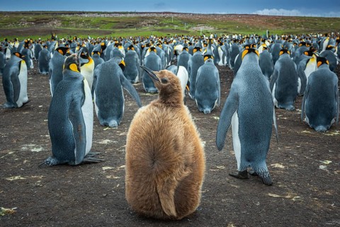 King penguins (Aptenodytes patagonicus) with chicks in a colony, Volunteer Point, Falkland Islands,