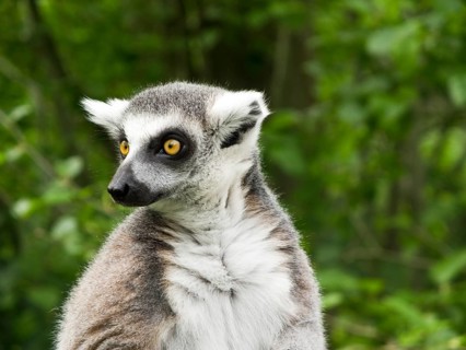 Ring tailed lemur (Lemur catta) watching with its big yellow eyes, Denmark