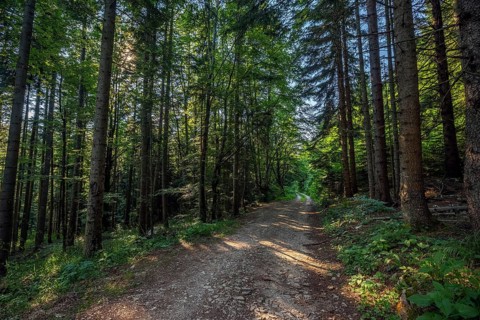 Landscape with dirt road in summer pine forest