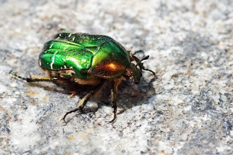 Rose chafer