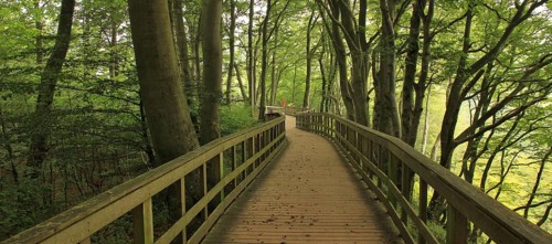 Gangplank in a green beech forest at Moens Klint, Denmark