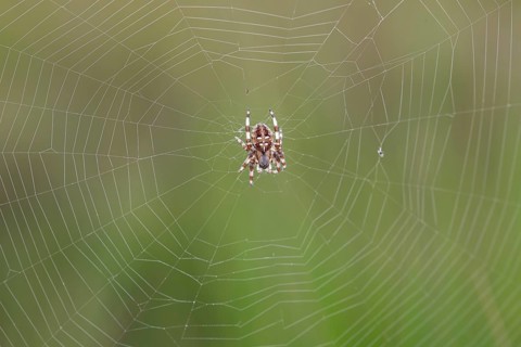 Four-spotted cross spider (Araneus quadratus), in the centre of the web, Lower Saxony, Germany
