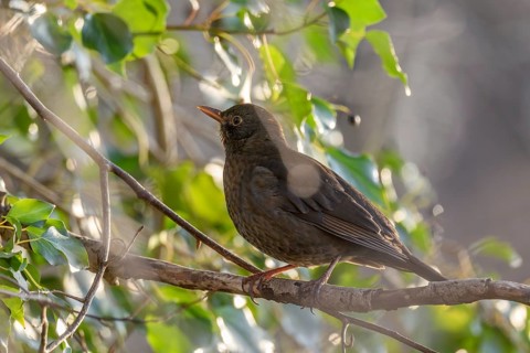 Common Blackbird (Turdus merula) female searching for ivy berries in winter. Bas-Rhin, Alsace,