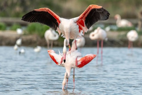 Greater Flamingo couple mating in courtship (Phoenicopterus roseus) in a swamp in spring. Saintes