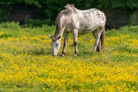 Horse in a green pasture filled with yellow buttercups. Bas-Rhin, Collectivite europeenne d'Alsace,