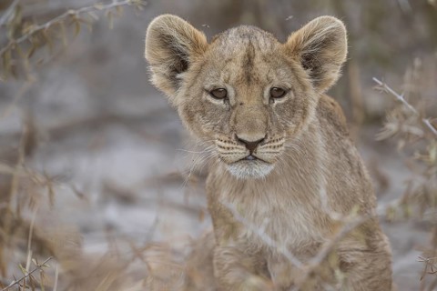 Lion cub (Panthera leo juvenil), Hyena pan private game reserve, Khwai river area, Okavango Delta,