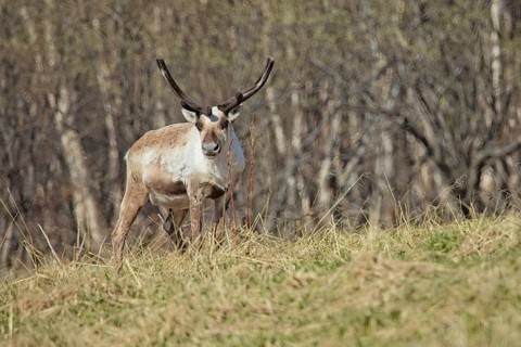 Reindeer (rangifer tarandus) with antlers in a meadow in spring