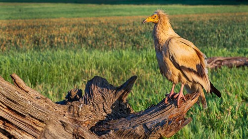 Egyptian Vulture, Neophron percnopterus, Agricultural Fields, Castilla y Leon, Spain