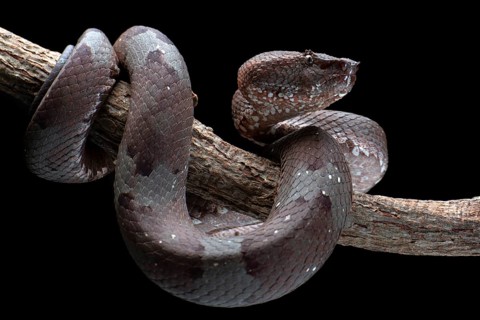 Flat nose pit viper in black background