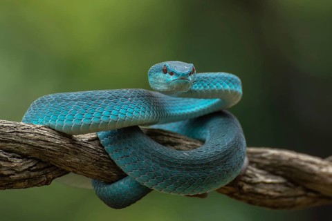 The white-lipped pit viper, is a venomous pit viper species endemic to Southeast Asia