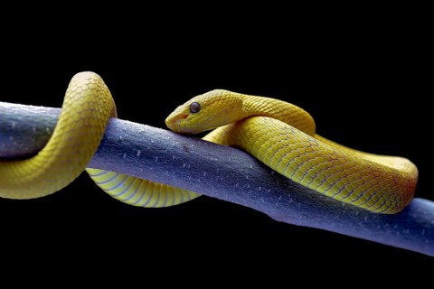 White-lipped tree viper, is a venomous pit viper species endemic to Southeast Asia