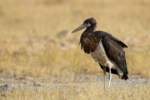 Abdim's stork, Ciconia abdimii, Oman