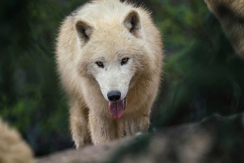 Arctic wolf (Canis lupus arctos), also known as the white wolf or polar wolf