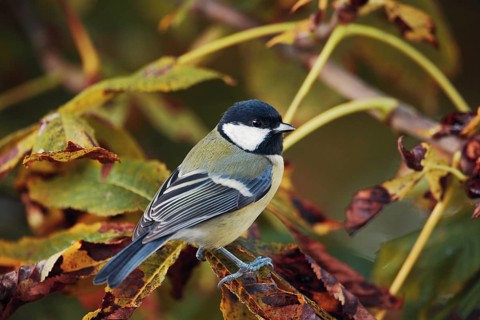 Great tit in autumn leaves of a chestnut tree. Parus major. Great tit in an autumn coloured