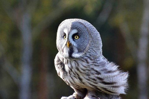 Great horned owl Ole at the Falkenhof Potsdam