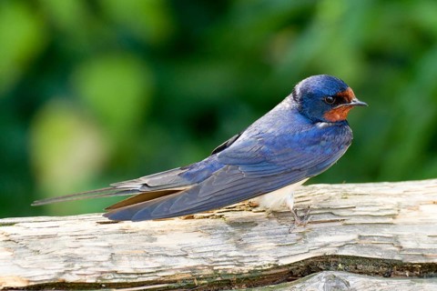 Barn Swallow Hirundo rustica, order Passeriformes, suborder Passeres, family Hirundinidae, genus