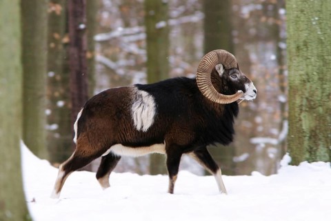 European mouflon (Ovis musimon) in winter forest, ram, mouflon ram, side view, winter landscape,