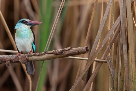 Kingfisher, (Halcyon malimbica), kingfisher family, perching bird, Africa, Gambia, Kotu creek canoe