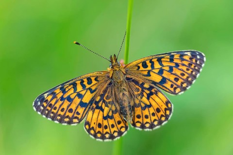Small pearl-bordered fritillary, (Boloria selene), butterfly, butterfly, insect, macro, top view,