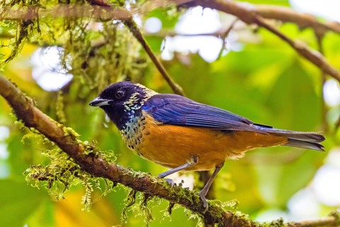 Central America, Monteverde, Costa Rica, Animals, Birds, Glossy-spotted Tanager, (Tangara dowii)