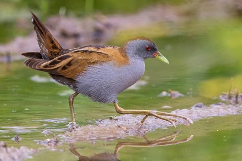 Little Crake, Little Crake, Small Crake, (Porzana parva), biotope, habitat, foraging, family of