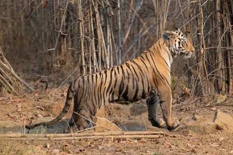 Tiger (Panthera tigris), Bengal tiger or Indian tiger, big cat (Pantherinae), carnivore