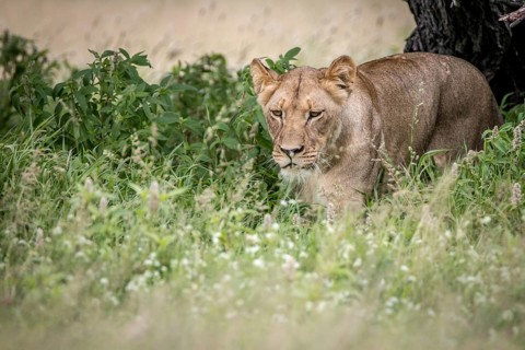Lion walking towards the camera in the high grass in the Central Kalahari, Botswana