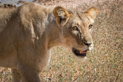 Side profile of a Lioness in the Kgalagadi Transfrontier Park, South Africa
