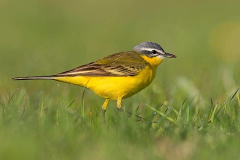 Blue-headed Yellow Wagtail, (Motacilla flava flava), Bergeronnette printanière, Lavandera Boyera,