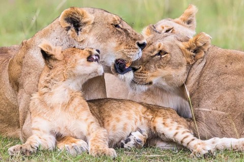 Resting lions flock with a playful lion cub on the savanna