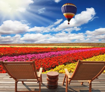 Field of multi-colored decorative buttercups Ranunculus Bloomingdale. Huge balloon flies over the