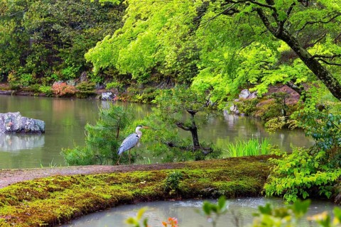 Kinkaku-ji, the Golden Pavilion, Temple complex in Kyoto. Japan. Magnificent park and lake surround