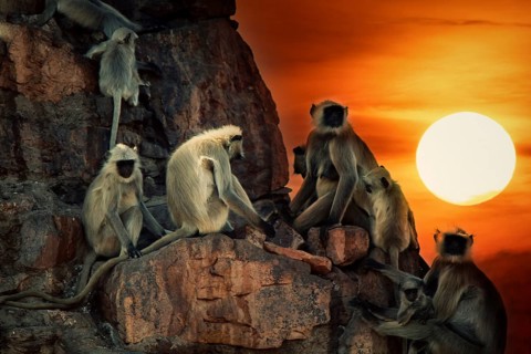 Family pack of monkeys langur are mostly females with cubs and young animals on the walls like in